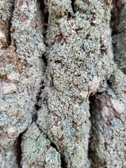 Punctelia perreticulata