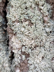 Punctelia perreticulata