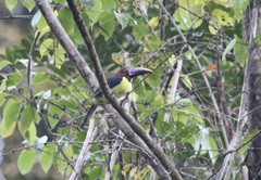 Pteroglossus viridis