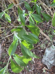 Schaefferia frutescens