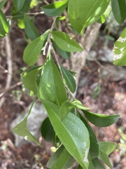 Schaefferia frutescens