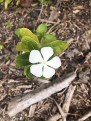 Catharanthus roseus image