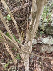 Schaefferia frutescens