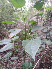 Jatropha gaumeri