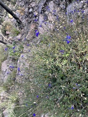 Salvia lycioides