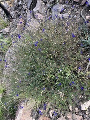 Salvia lycioides