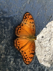 Phalanta eurytis eurytis