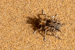 Brachycerus fascicularis
