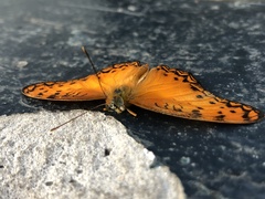 Phalanta eurytis eurytis