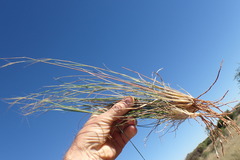 Aristida stipitata
