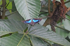 Archaeoprepona demophon