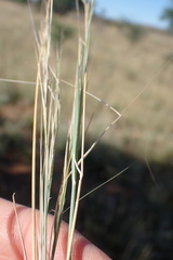 Aristida stipitata