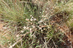 Kohautia caespitosa