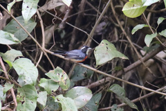 Granatellus pelzelni