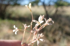 Kohautia caespitosa