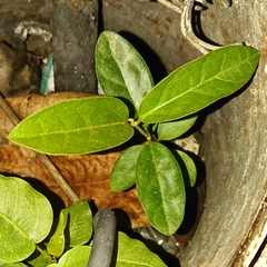 Magnoliopsida