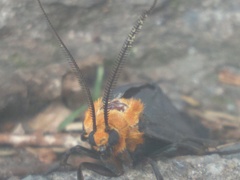 Apistosia judas