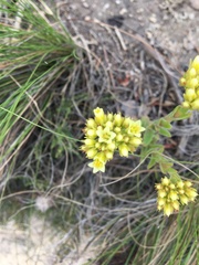 Crassula flava