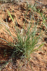 Aristida congesta congesta