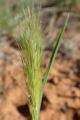 Aristida congesta congesta