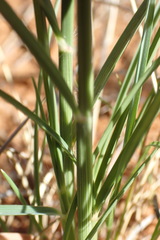 Aristida congesta congesta