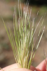 Aristida congesta congesta