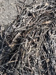 Syringodium filiforme