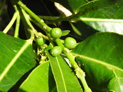 Sapium lateriflorum