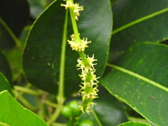 Sapium lateriflorum