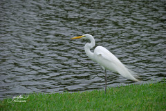 Ardea alba