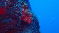 Scorpaena canariensis
