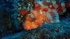 Scorpaena canariensis