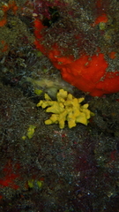Axinella damicornis