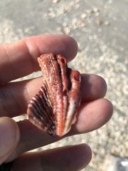 Nodipecten nodosus