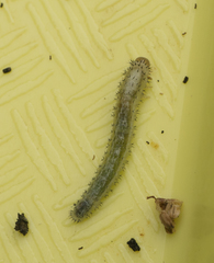 Periclista