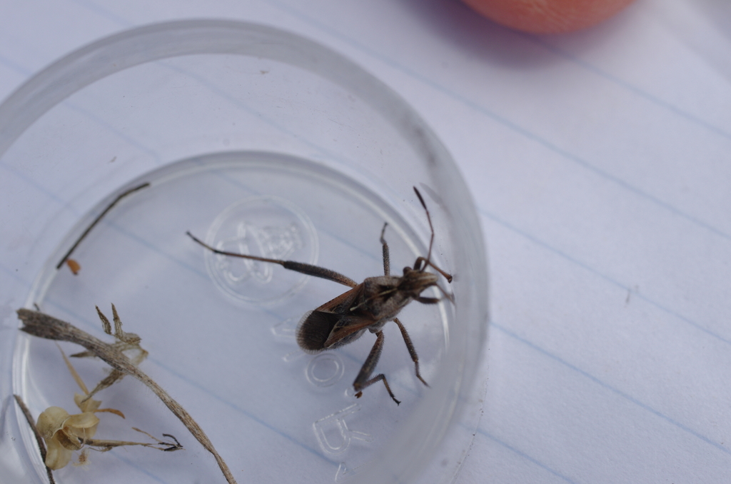 Tollius setosus