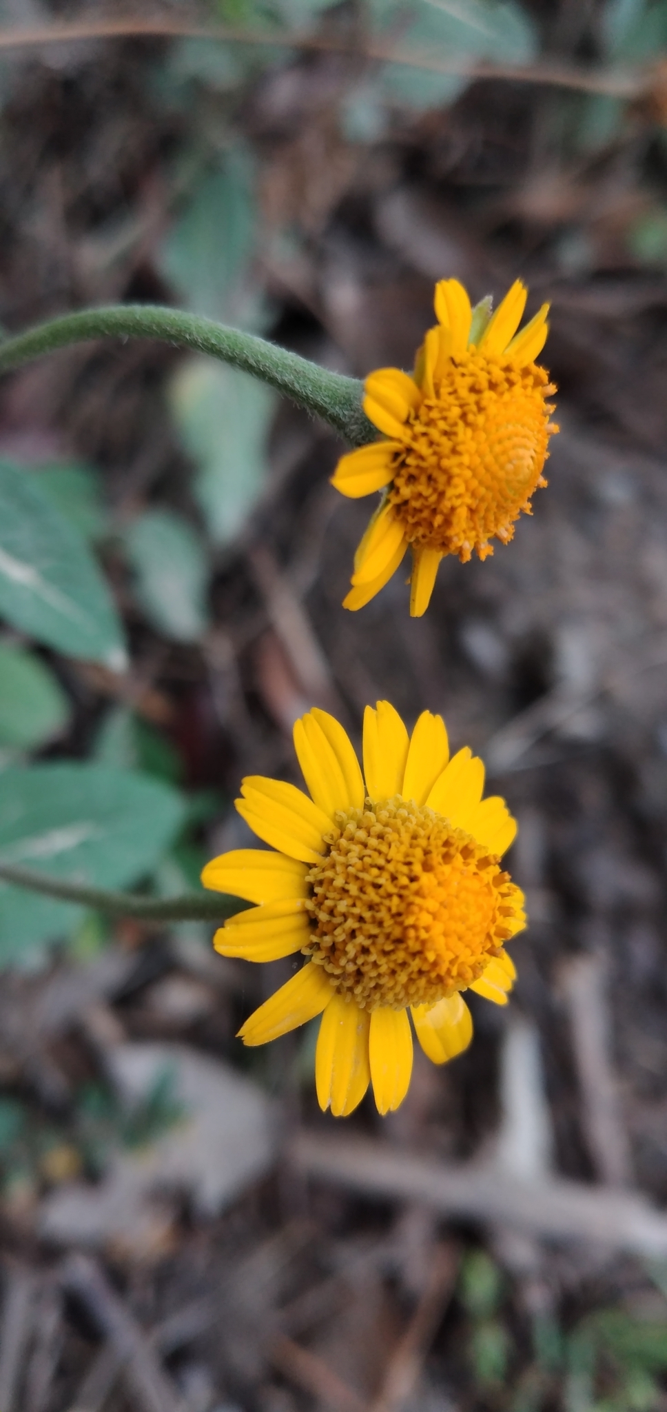 Acmella alpestris