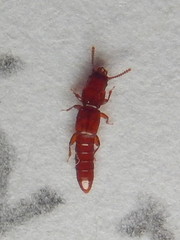 Osoriinae