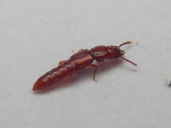 Osoriinae
