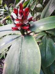 Costus spiralis