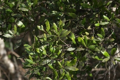 Morella cerifera image