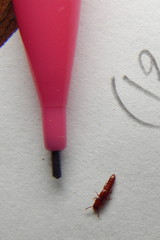 Osoriinae