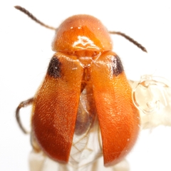 Attalus scapularis