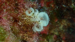 Haminoea hydatis