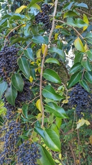 Ligustrum lucidum image