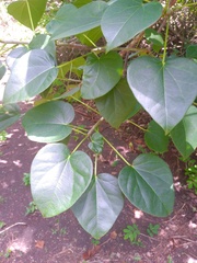 Jatropha gaumeri