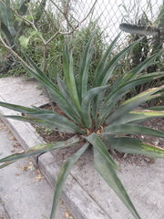 Agave weberi
