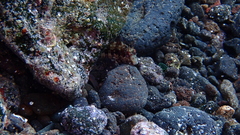 Parablennius goreensis