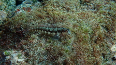Parablennius goreensis