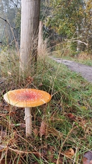 Amanita muscaria